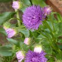 Erigeron x 'Schwarzes Meer'